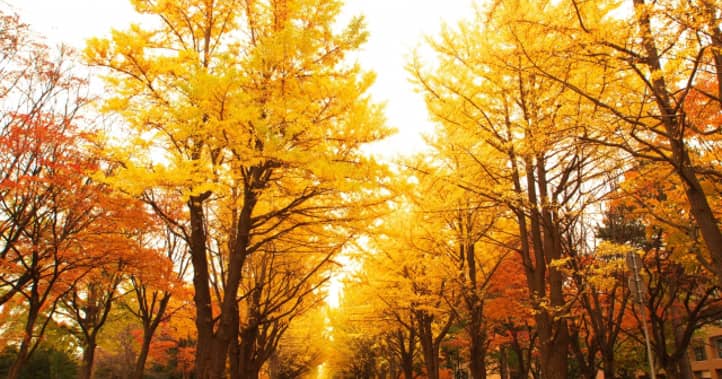 秋の風景の写真